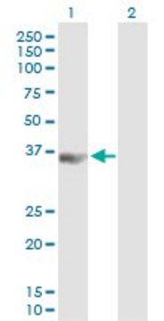 Anti-PCBP3 antibody produced in mouse purified immunoglobulin, buffered aqueous solution