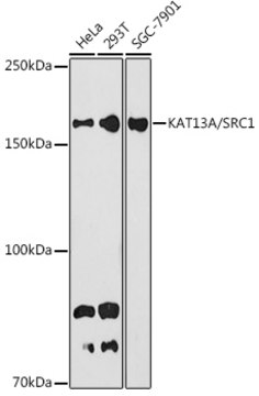 Anti-KAT13A / SRC1 Antibody, clone 3S4C6, Rabbit Monoclonal