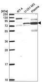 Anti-MAPT antibody produced in rabbit Prestige Antibodies® Powered by Atlas Antibodies, affinity isolated antibody