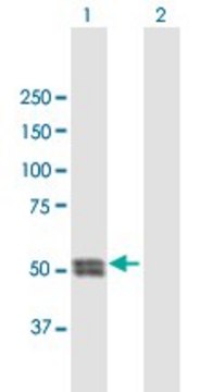 Anti-CTSC antibody produced in mouse purified immunoglobulin, buffered aqueous solution