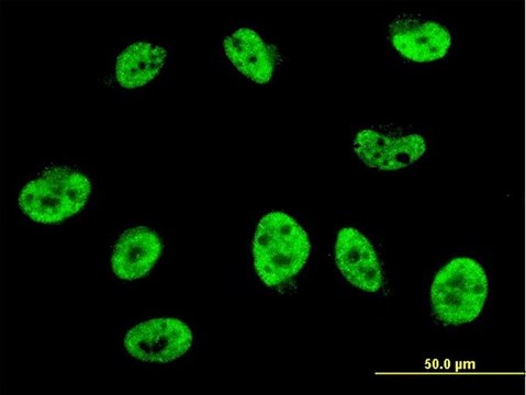 Monoclonal Anti-HES2 antibody produced in mouse clone 4H6, purified immunoglobulin, buffered aqueous solution