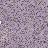 Anti-NSL1 antibody produced in rabbit Prestige Antibodies® Powered by Atlas Antibodies, affinity isolated antibody, buffered aqueous glycerol solution