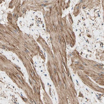 Anti-DPYSL3 antibody produced in rabbit Prestige Antibodies&#174; Powered by Atlas Antibodies, affinity isolated antibody, buffered aqueous glycerol solution