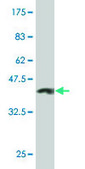 Monoclonal Anti-MCM3, (C-terminal) antibody produced in mouse clone 3E1, purified immunoglobulin, buffered aqueous solution