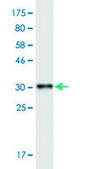 Monoclonal Anti-MT2A antibody produced in mouse clone 6G2, purified immunoglobulin, buffered aqueous solution