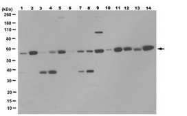 Anti-SGK1 Antibody, clone 1G2.1 clone 1G2.1, from mouse