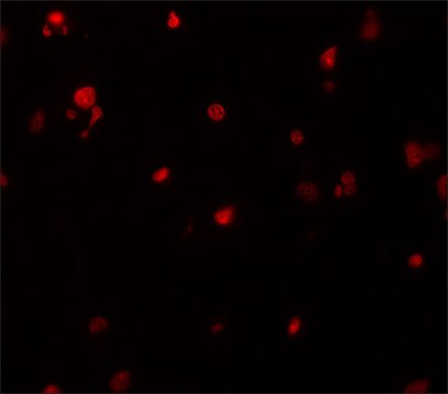 Anti-DELE antibody produced in rabbit affinity isolated antibody