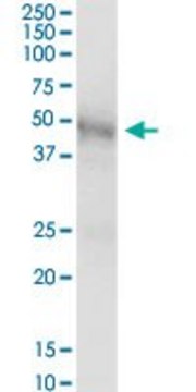 Anti-GLA antibody produced in mouse purified immunoglobulin, buffered aqueous solution