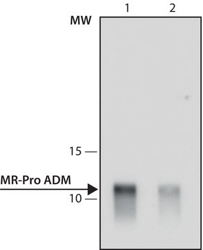 Anti-MR-Pro ADM antibody, Mouse monoclonal clone 2E12E6, purified from hybridoma cell culture