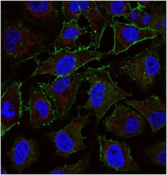 Anti-Actin Antibody, clone C4, Alexa Fluor&#8482; 555 Conjugate clone C4, from mouse, ALEXA FLUOR&#8482; 647