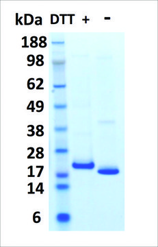 HGH human recombinant, expressed in HEK 293 cells, &#8805;95% (SDS-PAGE)