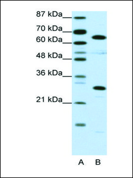 Anti-HMGB4 antibody produced in rabbit affinity isolated antibody