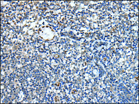 Anti-PAPPA-AS1 affinity isolated antibody