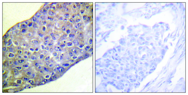 Anti-RHOA antibody produced in rabbit affinity isolated antibody