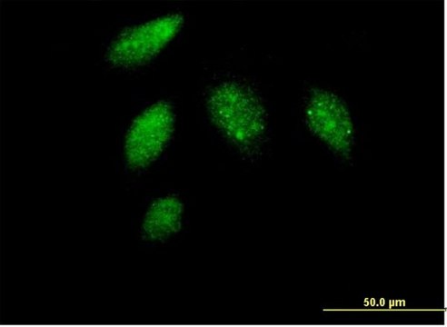 Anti-CCNG1 antibody produced in mouse purified immunoglobulin, buffered aqueous solution