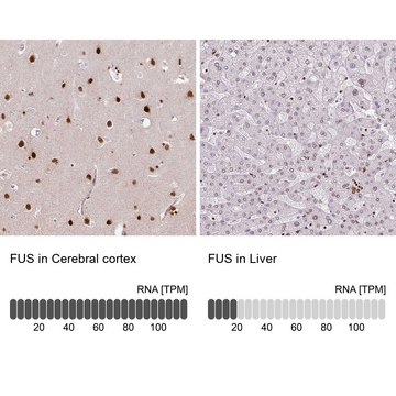 Monoclonal Anti-FUS antibody produced in mouse Prestige Antibodies&#174; Powered by Atlas Antibodies, clone CL0190, purified immunoglobulin, buffered aqueous glycerol solution