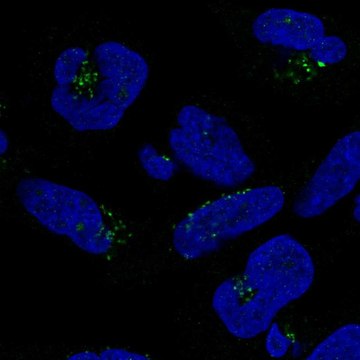 Anti-DPH5 antibody produced in rabbit Prestige Antibodies&#174; Powered by Atlas Antibodies, affinity isolated antibody, buffered aqueous glycerol solution