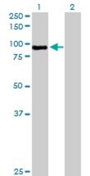 Anti-MST1 antibody produced in rabbit purified immunoglobulin, buffered aqueous solution