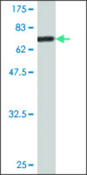 Monoclonal Anti-CD96 antibody produced in mouse clone 1C8, purified immunoglobulin, buffered aqueous solution