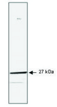 Monoclonal Anti-HSP27 antibody produced in mouse clone G3.1, purified immunoglobulin