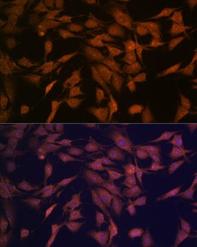 Anti-CENPC Antibody, clone 5E3K5, Rabbit Monoclonal