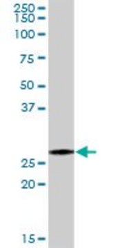 Anti-PSMA7 antibody produced in rabbit purified immunoglobulin, buffered aqueous solution