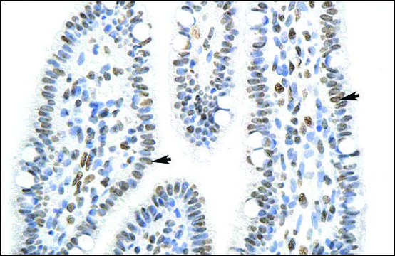 Anti-SFPQ antibody produced in rabbit IgG fraction of antiserum