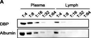 Anti-Vitamin D-Binding Protein/GC antibody produced in goat affinity isolated antibody, buffered aqueous solution