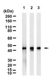 Anti-PAI-1 Antibody, clone 1C11 ZooMAb® Rabbit Monoclonal recombinant, expressed in HEK 293 cells