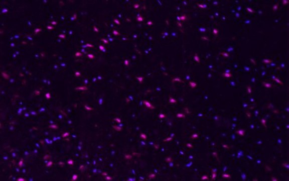 Anti-phospho-CREB (Ser133) Antibody, Alexa Fluor&#8482;647 conjugate from rabbit, ALEXA FLUOR&#8482; 647