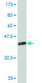 Monoclonal Anti-NPM3 antibody produced in mouse clone 3F2, purified immunoglobulin, buffered aqueous solution