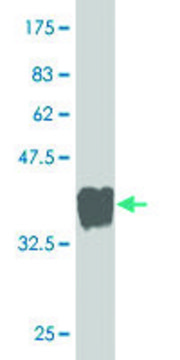 Monoclonal Anti-GTPBP1 antibody produced in mouse clone 1H1, purified immunoglobulin, buffered aqueous solution