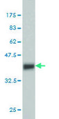 ANTI-EPHB3 antibody produced in mouse clone 4E9, purified immunoglobulin, buffered aqueous solution