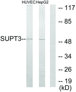 Anti-SUPT3H antibody produced in rabbit affinity isolated antibody