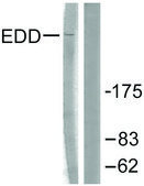 Anti-EDD antibody produced in rabbit affinity isolated antibody