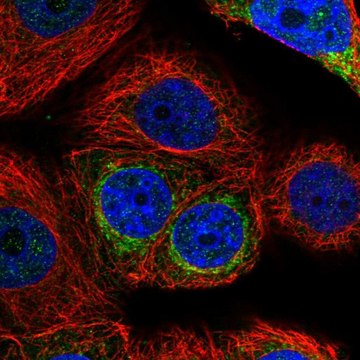 Anti-GMPS antibody produced in rabbit Prestige Antibodies&#174; Powered by Atlas Antibodies, affinity isolated antibody