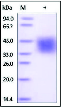 CD319/SLAMF7/CRACC human recombinant, expressed in HEK 293 cells, &#8805;95% (SDS-PAGE)