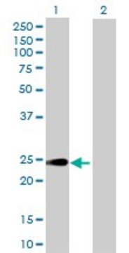 Anti-HEBP1 antibody produced in mouse purified immunoglobulin, buffered aqueous solution