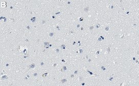 Anti-SEH1L Antibody, clone 1E11 ZooMAb® Rabbit Monoclonal recombinant, expressed in HEK 293 cells