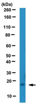 Anti-SDF-1 Antibody, clone K15C, Azide free clone K15C, from mouse