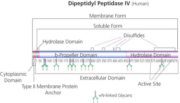 二肽基肽酶IV 人 recombinant, expressed in baculovirus infected Sf9 cells, pkg of &#8805;1.0&#160;units/vial, &#8805;10&#160;units/mg protein