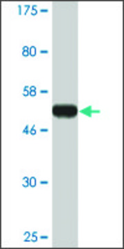 Monoclonal Anti-IMPA1 antibody produced in mouse clone 1E6-F11, ascites fluid