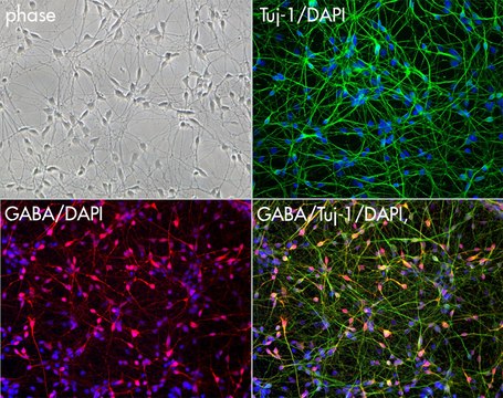 Mixed neurons, CTRL Line IPSC derived