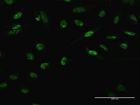 Anti-LHX4 antibody produced in rabbit purified immunoglobulin, buffered aqueous solution