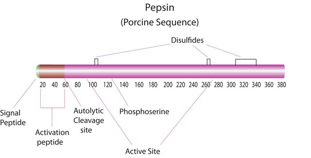 Pepsin from porcine gastric mucosa powder, &#8805;400&#160;units/mg protein