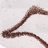 Monoclonal Anti-Prox1 Antibody Produced In Mouse Prestige Antibodies® Powered by Atlas Antibodies, clone CL13472, affinity isolated antibody, buffered aqueous glycerol solution