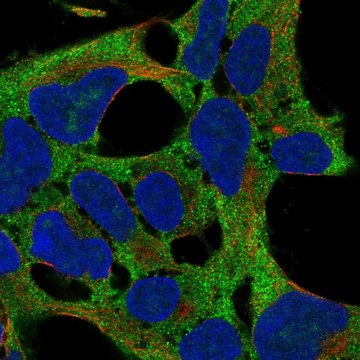 Anti-Rps11 Antibody Produced In Rabbit Prestige Antibodies&#174; Powered by Atlas Antibodies, affinity isolated antibody, buffered aqueous glycerol solution