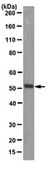 Anti-Vps4/SKD1 Antibody, clone 5E6.1 clone 5E6.1, from mouse