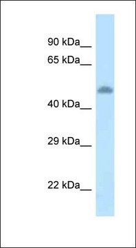 Anti-TAT antibody produced in rabbit affinity isolated antibody