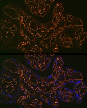 Anti-CD31/PECAM1 antibody produced in rabbit